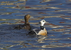 Steller´s Eider