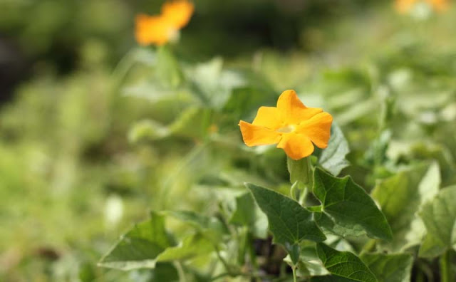 Black-Eyed Susan Vine Flowers Pictures