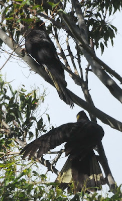 Yellow-tailed Black Cockatoo (Calyptorhynchus funereus)