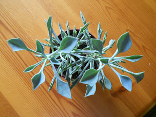 Senecio kleiniiformis, punta de lanza