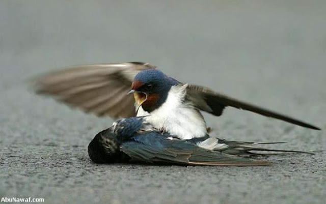 bird mourns death of mate