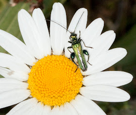 Oedemera nobilis male on ox-eye daisy, Leucanthemum vulgare.  Hayes Common, 21 May 2011.