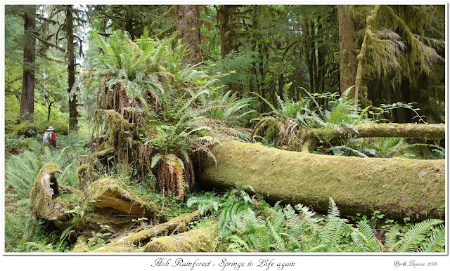 Hoh Rainforest: Springs to Life Again