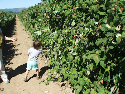 berry picking