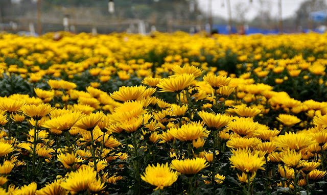 Top 7 kinds of flower for Tet holiday in Hoi An 3