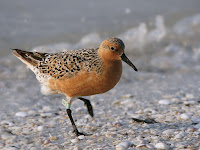 Red Knot B95 in breeding plumage – Sanibel Island, Fla. – May 12, 2011 – Hans Hillewaert