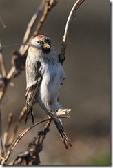 Arctic Redpoll