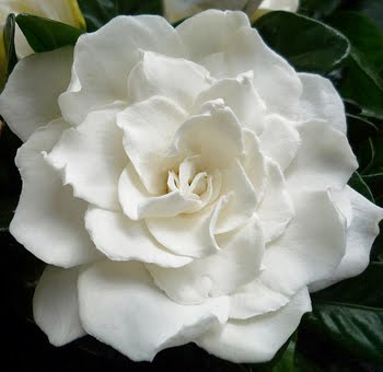White Gardenia
