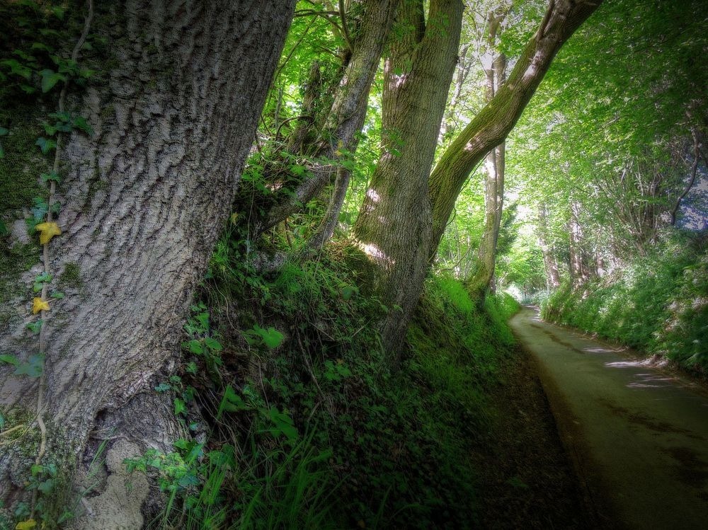 sunken-lane-8
