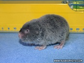 molevole1