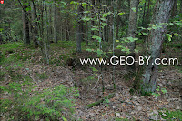 Puszcza Nalibocka. Pits remaining from partisan camp in the location of Jerusalem in the forest