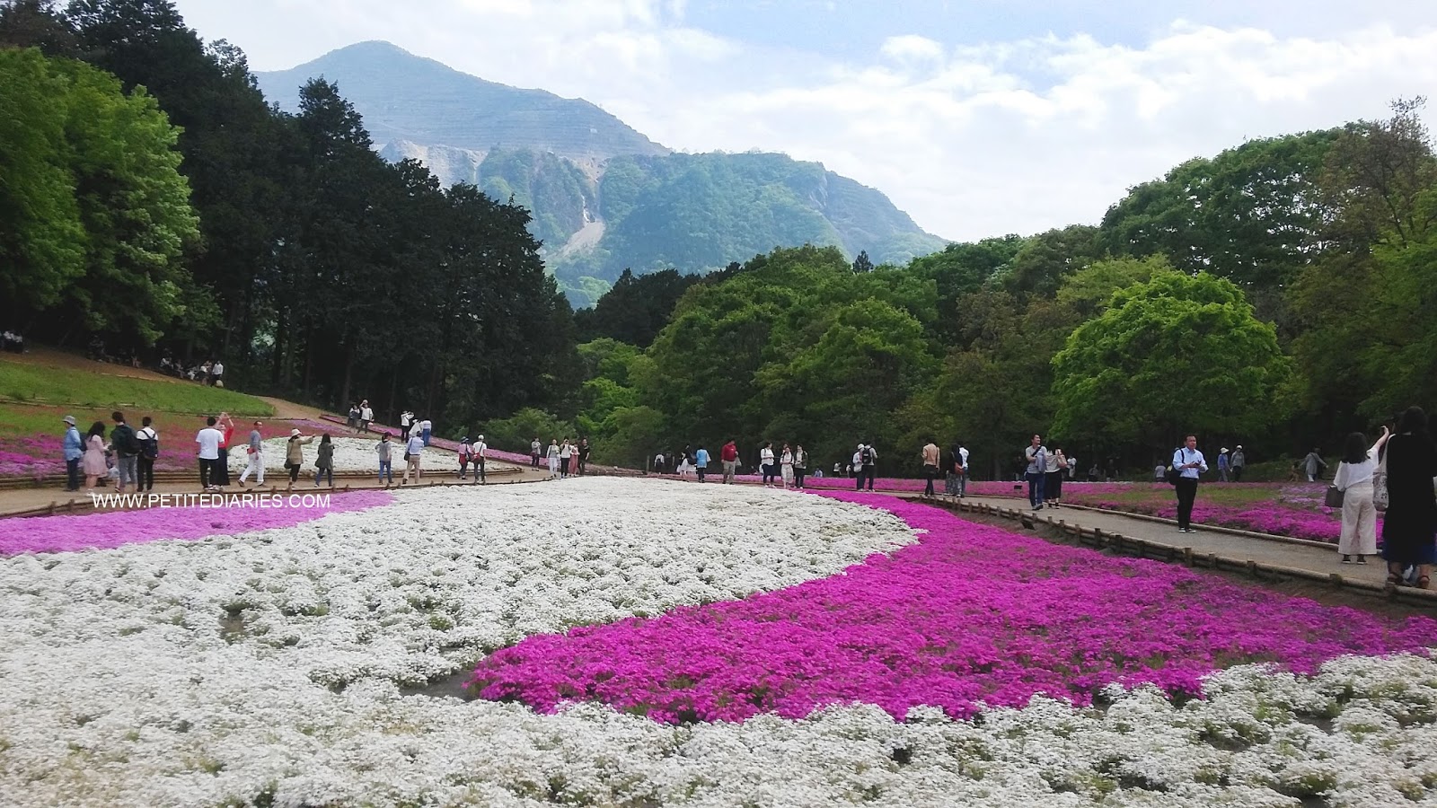 shibasakura moss phlox viewing in japan