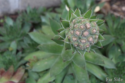 hen and chicks bloom still closed