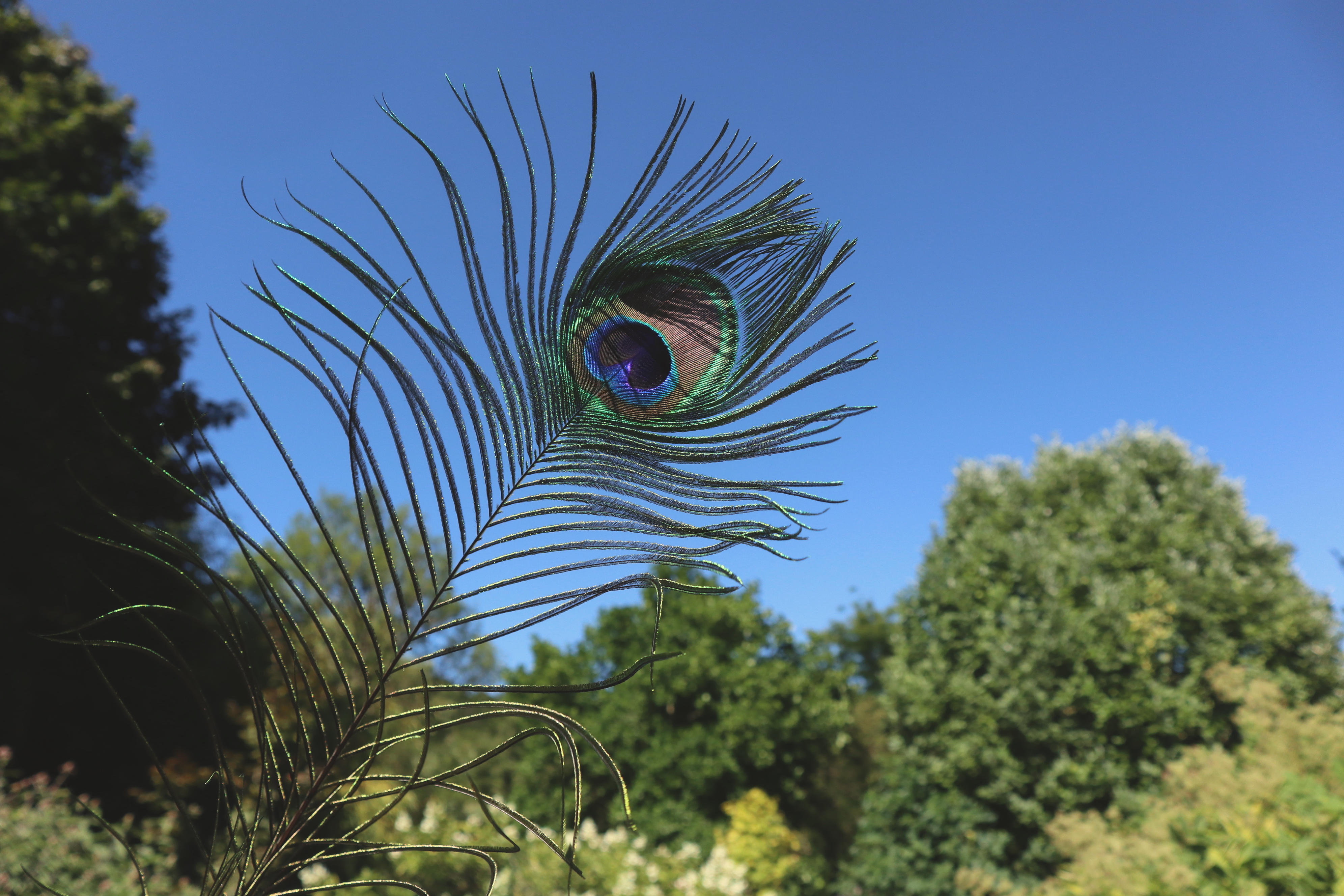 Les Jardins de Mon Moulin (The Gardens of My Mill)