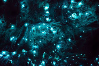 http://www.businessinsider.com/glowing-caves-photos-new-zealand-2016-11?r=US&IR=T/#the-worms-glowing-light-helps-them-attract-their-food--other-insects-5