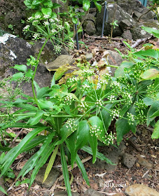 makou, Peucedanum sandwicense