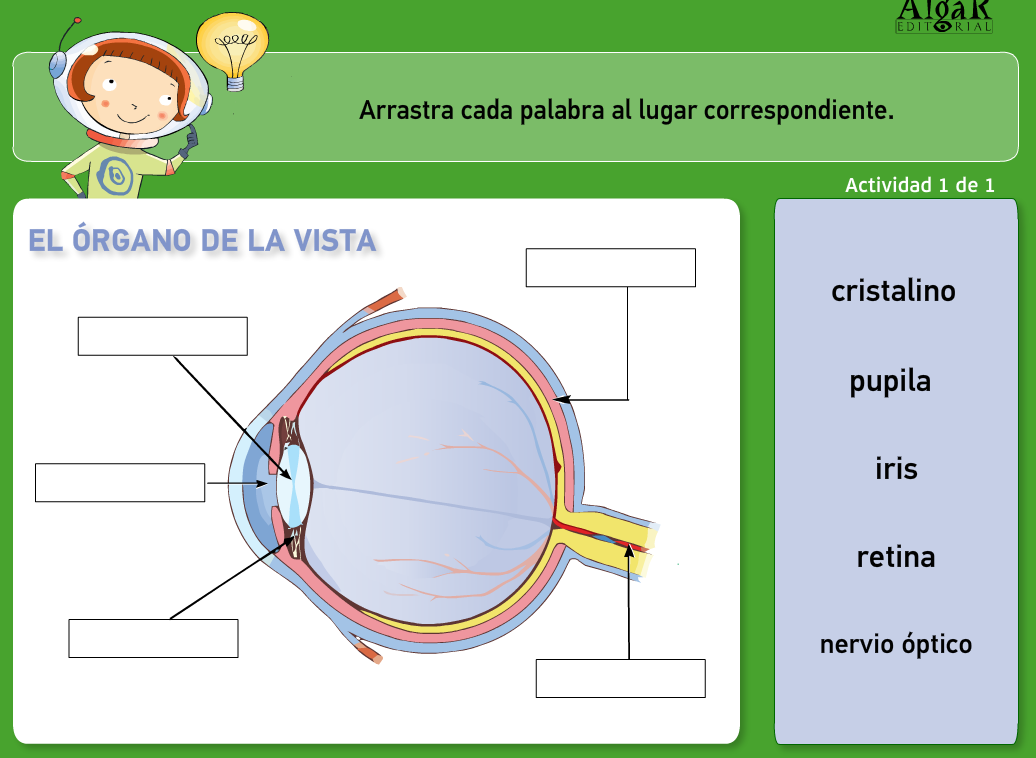 http://www.primerodecarlos.com/TERCERO_PRIMARIA/archivos/actividades_natura_tercero/5/1.swf