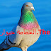 الحمامة حيوان أليف.The dove