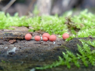 Lycogale du bois - Lycogala epidendrum