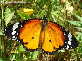 Milkweed butterfly