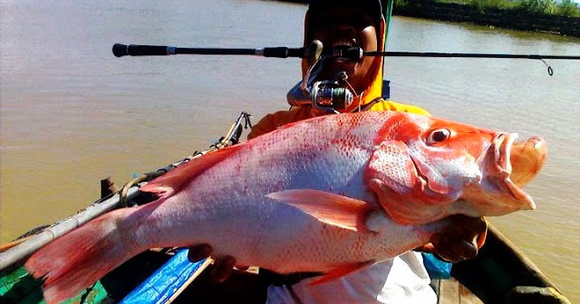  Gambar  Ikan  Kakap  Dunia Binatang 