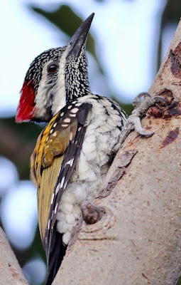 Black-rumped Flameback