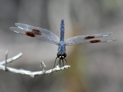 Male four-spotted pennant [Brachymesia gravida]