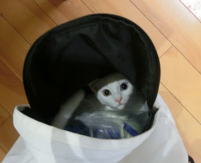 オッドアイ子猫