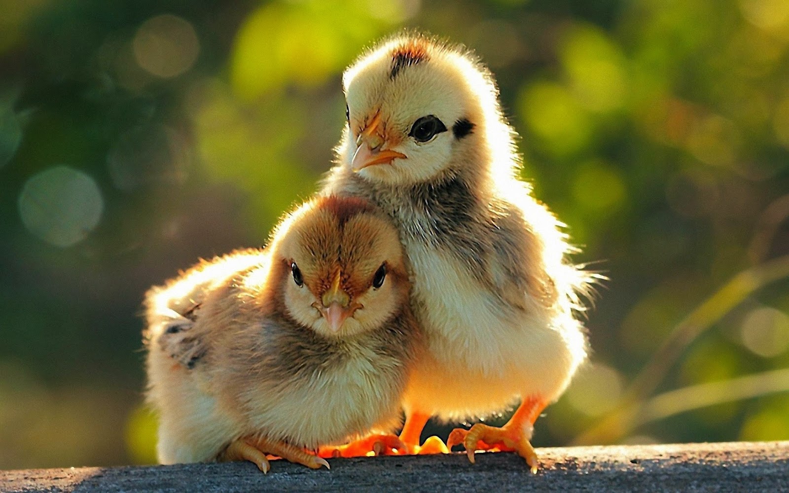 6 Wallpaper Foto Anak Ayam Imut Dan Menggemaskan GUDANG GAMBAR