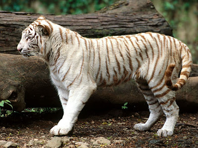 Cute White Tiger Desktop Free