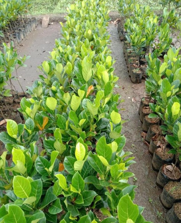 tanaman nangka merah thailand bibit hasil okulasi cepat cepat berbuah Jawa Timur