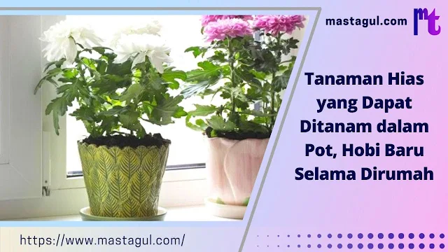 Tanaman hias dalam pot