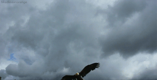 eagles