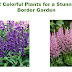  12 Colorful Plants for a Stunning Border Garden