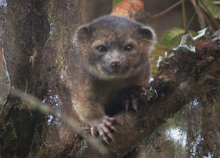 Olinguito related to raccoon