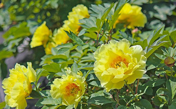 Пион 'High Noon' / Пион 'Хай Нун' (Paeonia 'High Noon', Paeonia lutea 'High Noon')