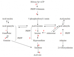 acid-uric-mau-2