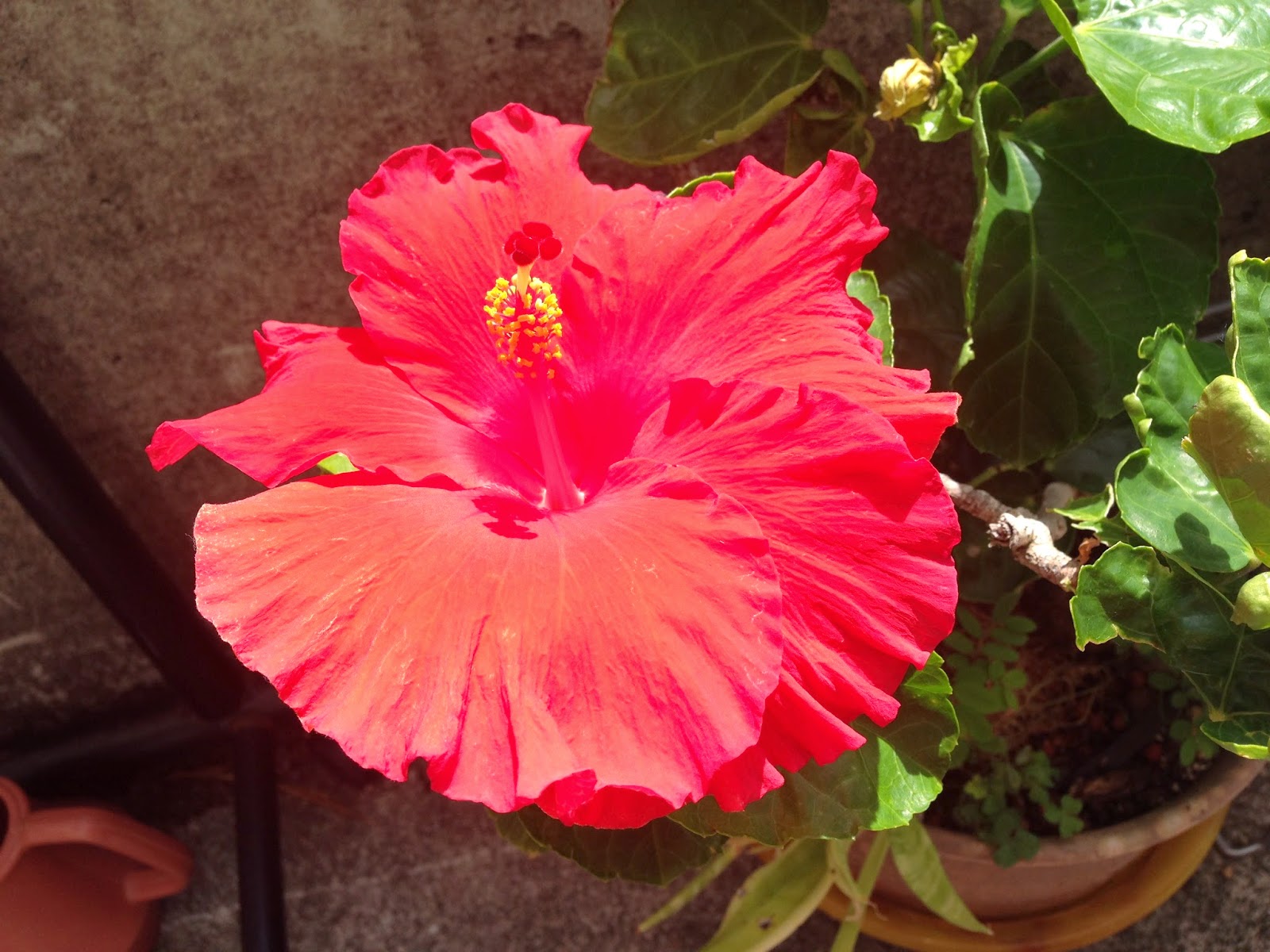 ムウギターアカデミー ハイビスカスの花