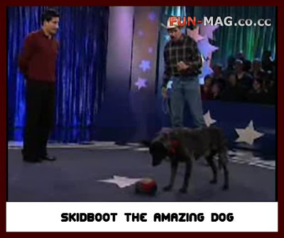 Amazing Video : Skidboot the The Amazing Dog