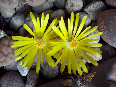 lithops