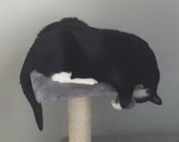 Cat sitting on the top level of the cat tree