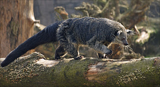 binturong