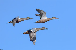 cuchara comun-anas clypeata-aves-aves acuaticas-cuchara comun en vuelo-