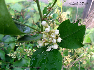 Gin berry, Glycosmis pentaphylla
