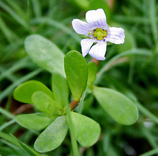 Health Benefits of Brahmi Herb