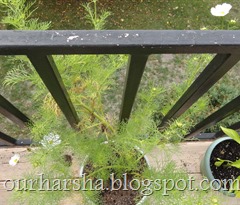White Cosmos Plant (4)