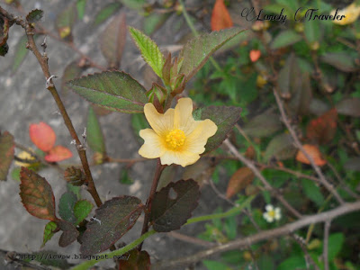 Arrowleaf sida - Sida rhombifolia