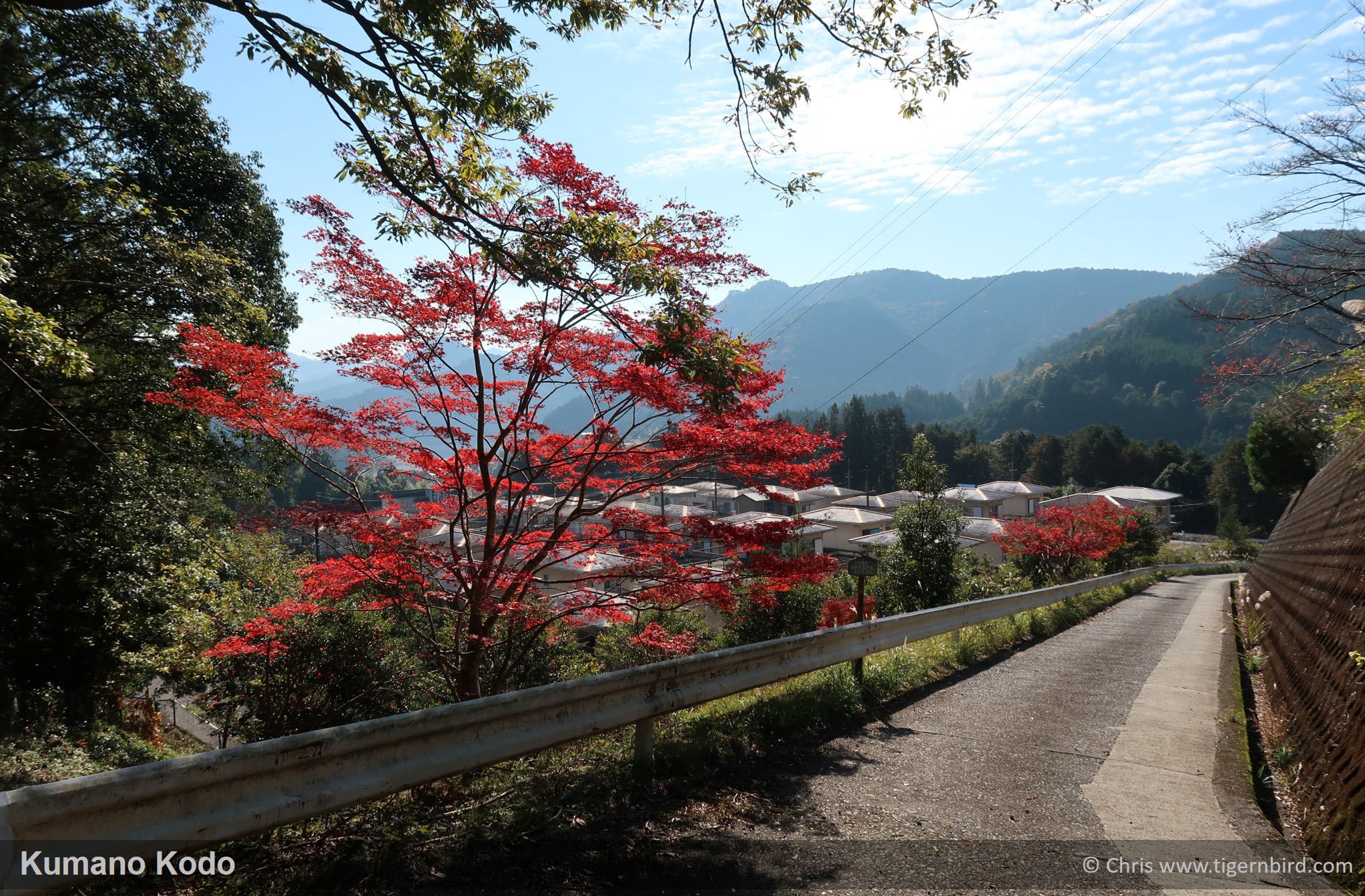 Bright red leaves of tree above path down to town along the Kumano Kodo in Japan