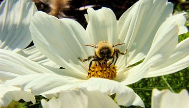 pollinator-week.jpg.662x0_q100_crop-scale