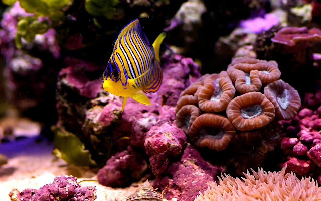 Imagenes de Peces en Arrecifes de Coral Un Pez Amarillo